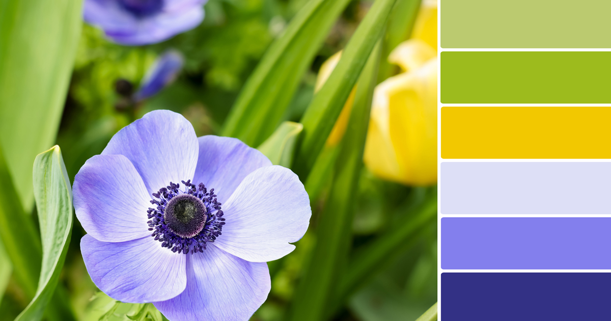 danieladerrico_rubrica_Colori_og
